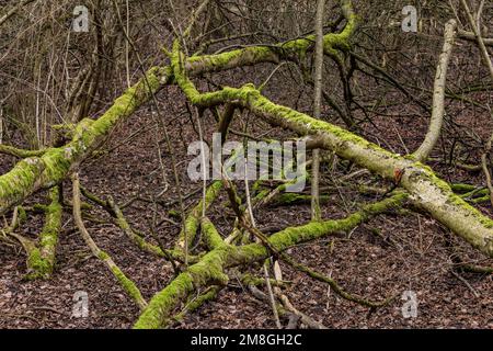 Image de superposition de mise au point de branches surcultivées avec de la mousse d'un arbre dans la forêt en hiver, en Allemagne Banque D'Images