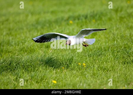 Kokmeeuw dans viaje en avión ; commun Mouette en vol Banque D'Images