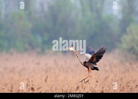 Purperreiger, héron pourpré Ardea purpurea Banque D'Images