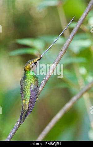 Zwaardkolibrie takje zittend op ; épée-billed Hummingbird perché sur une branche Banque D'Images