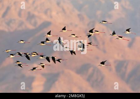 Steltkluut groep dans viaje en avión, Black-winged Stilt group en vol sur la migration Banque D'Images