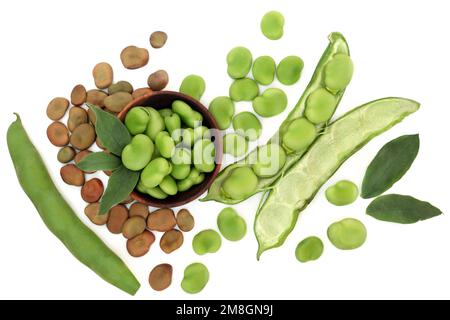 Fèves saines super nourriture séchée et frais de produits locaux avec des feuilles. Légumineuses riches en fibres, protéines, folate et vitamines B. Banque D'Images