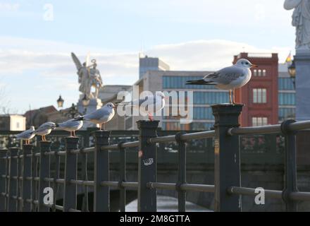 Berlin, Allemagne. 13th janvier 2023. Les goélands à tête noire reposent sur la Spree River à Berlin, en Allemagne, le 13 janvier 2023. Crédit: REN Pengfei/Xinhua/Alay Live News Banque D'Images