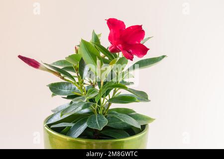 fleur de mandevilla rouge en pot de fleur, fond blanc, isolé Banque D'Images