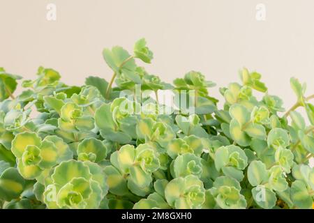 vert panaché décoratif succulent, fond blanc, isolé Banque D'Images