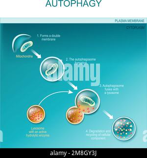 autophagie des mitochondries. Schéma du processus d'autophagie résultant de la formation d'une membrane et d'un autophagosome pour fusionner le phagosome et le lysosome Illustration de Vecteur