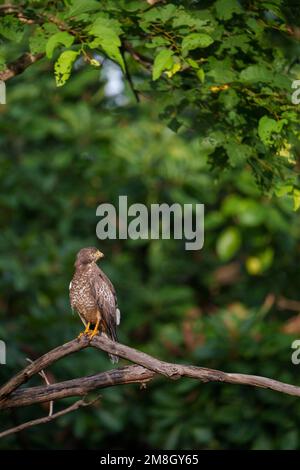 Buzzard aux yeux blancs lors d'une belle matinée dans le parc national de Tadoba avec des arbres verts en arrière-plan et la lumière du soleil frappant ses ailes Banque D'Images