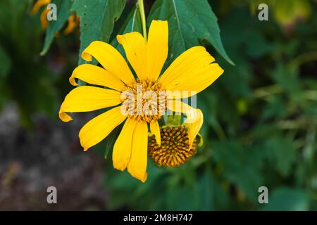 Tournesol mexicain (Tithonia diversifolia), gros plan avec des feuilles vertes en arrière-plan Banque D'Images