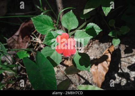 Fleur rouge (Impatiens walleriana) dans la nature, gros plan. Thaïlande. Banque D'Images