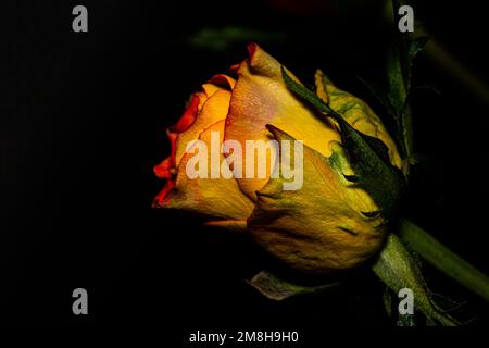 La Rose jaune : cette couleur chaude symbolise aussi la chaleur et la joie Banque D'Images