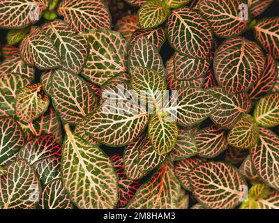 Plein cadre de Fittonia ou plante nerveuse. arrière-plan naturel de la plante avec des feuilles colorées. Banque D'Images