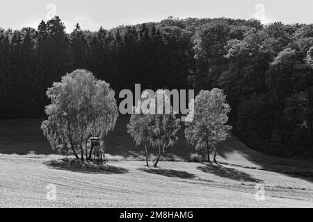 Paysage pittoresque de Taunus avec forêt et champs dans la belle lumière de l'après-midi Banque D'Images