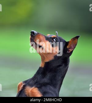 Portrait d'un petit chien de pin noir et brun avec des oreilles coupées sur un fond vert Banque D'Images