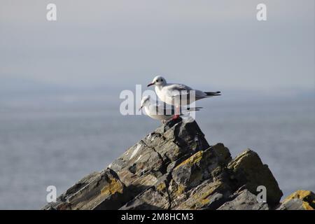 Mouettes sur rochers Banque D'Images