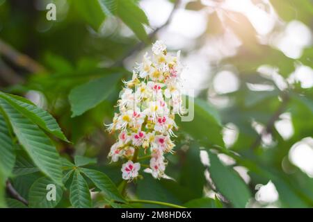 la marronnière fleurit le soir du printemps Banque D'Images