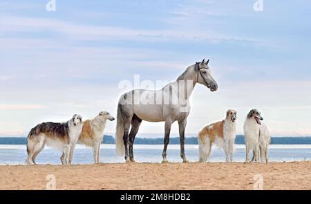 Groupe de chiens borzoï russes avec Trotter Orlov Gray debout au bord du lac Banque D'Images