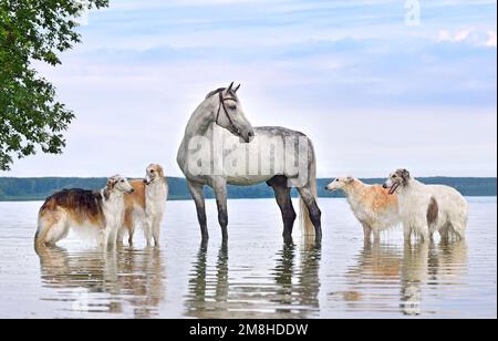 Groupe de chiens borzoï russes avec Trotter Orlov gris debout dans l'eau sur fond de lac Banque D'Images