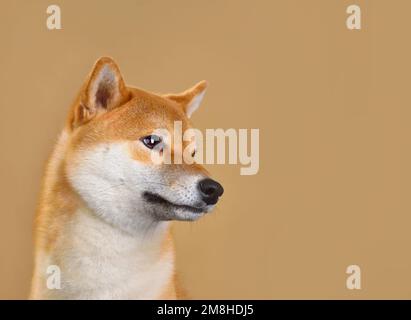 Joli portrait de chien Shiba inu isolé sur fond jaune Banque D'Images