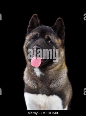 Chien américain Akita à bouche ouverte isolé sur fond noir Banque D'Images