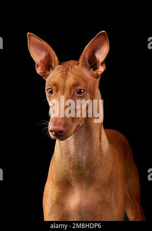 Portrait du chien courant Pharaon assis sur fond noir Banque D'Images