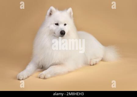 Magnifique chien Samoyed reposant sur fond jaune Banque D'Images