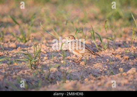 larche de calandra, Melanocorypha calandra, sur le sol avec lumière de l'aube. Montgai, Lleida, Catalogne, Espagne Banque D'Images