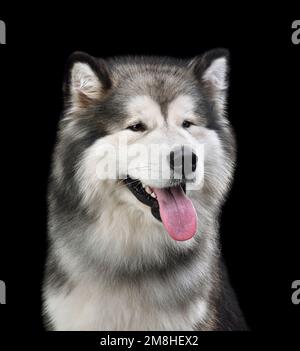 Mignon Malamute d'Alaska isolé sur fond noir Banque D'Images