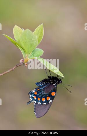 03004-01103 Pipevine Swallowtail (battus philenor mâle) à Marion Co., IL Banque D'Images