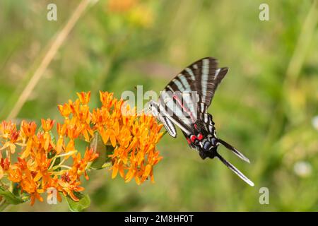 03006-00509 queue d'aronde de zèbre (Protographium marcellus) sur l'herbe à poux (Asclepias tuberosa) Marion Co IL Banque D'Images