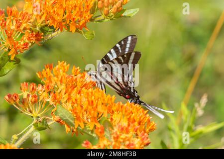 03006-00703 queue d'aronde de zèbre (Protographium marcellus) sur l'herbe à poux (Asclepias tuberosa) Marion Co IL Banque D'Images