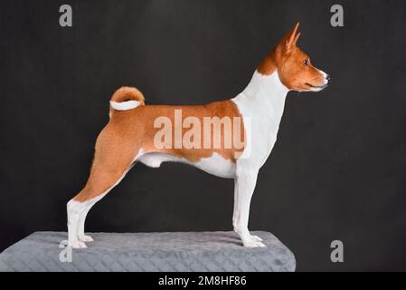 Adorable chien basenji brun et blanc debout sur fond gris Banque D'Images