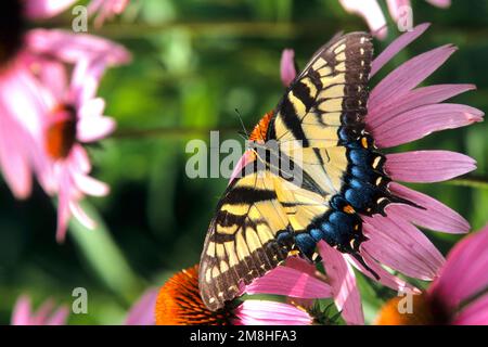 03023-006,10 papillon à queue d'aronde de tigre de l'est (Papilio glaucus) sur le coneflower violet (Echinacea purpurea), Marion Co., il Banque D'Images