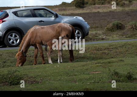 New Forest jument et foal par le bord de la route comme les voitures passent. Banque D'Images