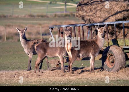 Alimentation des cerfs rouges en hiver Banque D'Images