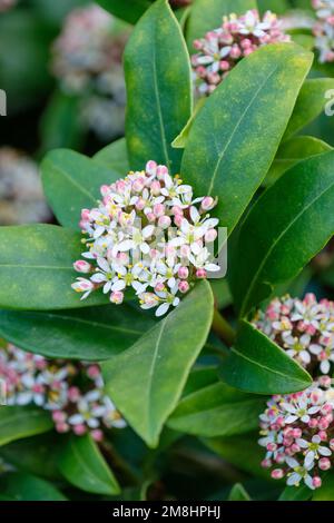 Skimmia japonica Princesse rouge, Skimmia Princesse rouge, boutons rouges en hiver ouverture blanche au début du printemps Banque D'Images