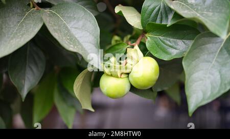 Prune de pomme verte ou pêche sur l'arbre dans le jardin Banque D'Images