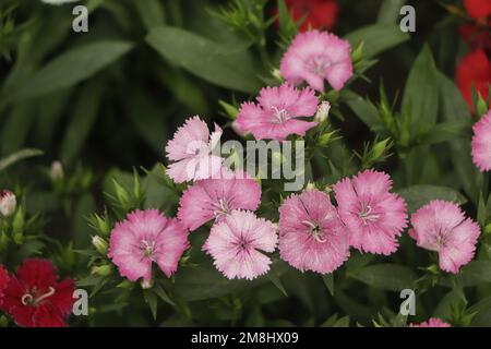 La carnation rose cheddar ou rose clou de girofle est une plante à fleurs herbacée de la famille des Caryophyllacées Banque D'Images