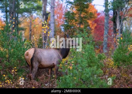 Wapiti de vache à Clam Lake, Wisconsin. Banque D'Images