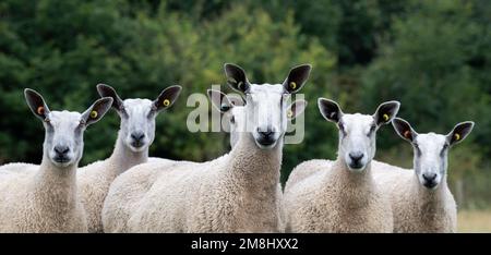 Troupeau de Leicester ewe traditionnel à face bleue, frontières écossaises, Royaume-Uni. Banque D'Images