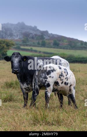 Troupeau de bovins de boucherie dans des pâturages de haut niveau avec des veaux tarés par un taureau bleu britannique. Shropshire, Royaume-Uni. Banque D'Images