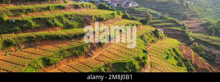 Plantations de légumes cultivées à flanc de colline au Sri Lanka. Beaux paysages ruraux Banque D'Images