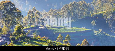 Plantations de légumes cultivées à flanc de colline au Sri Lanka. Beaux paysages ruraux Banque D'Images