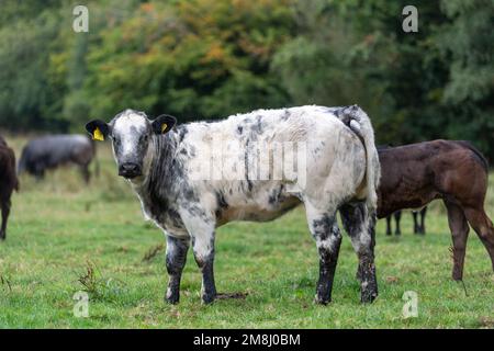 Troupeau de bovins de boucherie dans des pâturages de haut niveau avec des veaux tarés par un taureau bleu britannique. Shropshire, Royaume-Uni. Banque D'Images