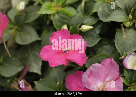 Rose impatiens, Busy Lizzie, nom scientifique Impatiens walleriana fleurs aussi appelées Balsam, flowerbed of flowoms in pink Banque D'Images