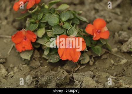 Fleur d'orange vif d'une plante impatiens avec des gouttes de rosée ou de pluie, une floraison annuelle populaire dans le jardin de la maison. Banque D'Images