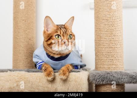 Un chat Bengale adulte en vêtements repose sur un grattoir. Banque D'Images