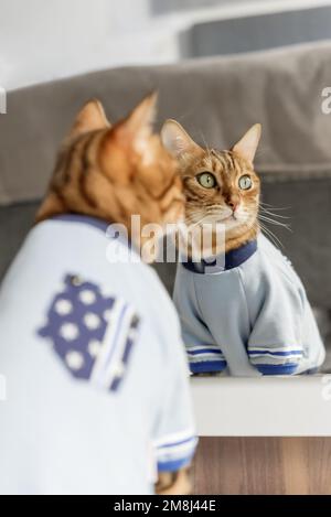 Le chat Bengale en vêtements regarde sa réflexion dans le miroir. Mise au point sélective. Banque D'Images