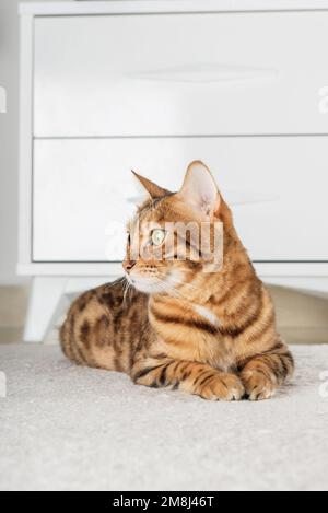 Le charmant chat rouge se trouve à l'étage de la chambre. Copier l'espace. Banque D'Images