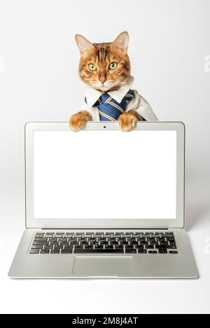 Gros plan d'un chat et d'un ordinateur portable sur fond blanc. Copier l'espace. Banque D'Images