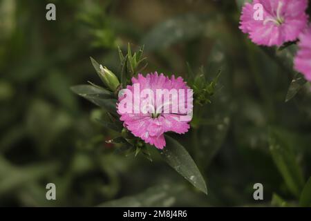 Beau Dianthus, pinks vivaces au soleil éclatant. Banque D'Images